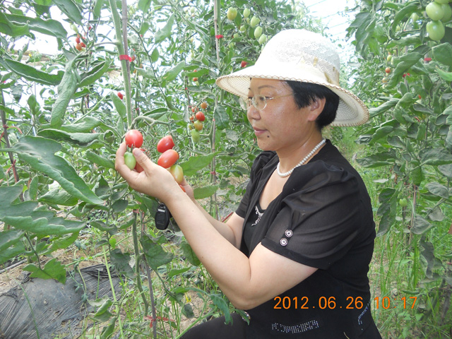 綠色生物有機(jī)肥使用基地，發(fā)明人徐貴閣現(xiàn)場查看指導(dǎo)