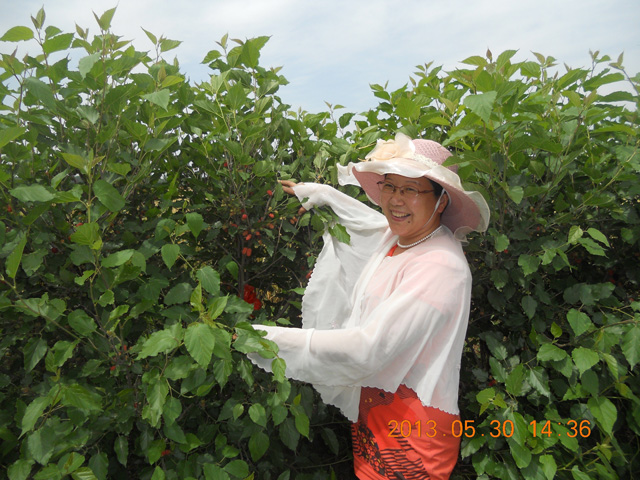 發(fā)明人徐貴閣現(xiàn)場指導(dǎo)使用徐氏綠色生物有機(jī)肥桑椹種植采摘園